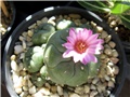 Lophophora jourdaniana 